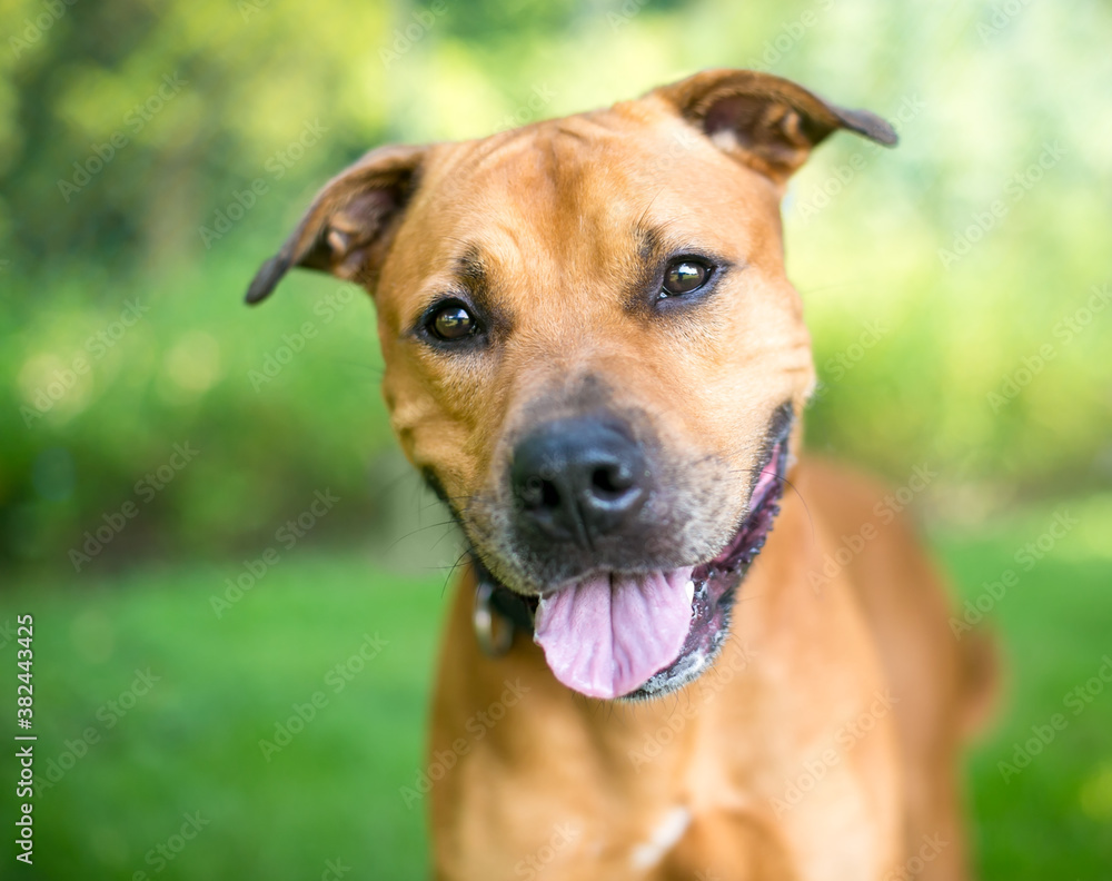 A brown mixed breed dog outdoors with a happy expression