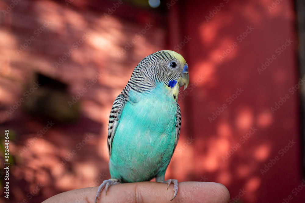Obraz premium blue budgie