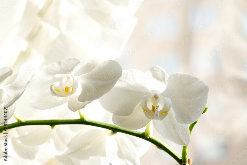 White orchid flower close up on light background, selective focus White orchid flower close up on light background, selective focus