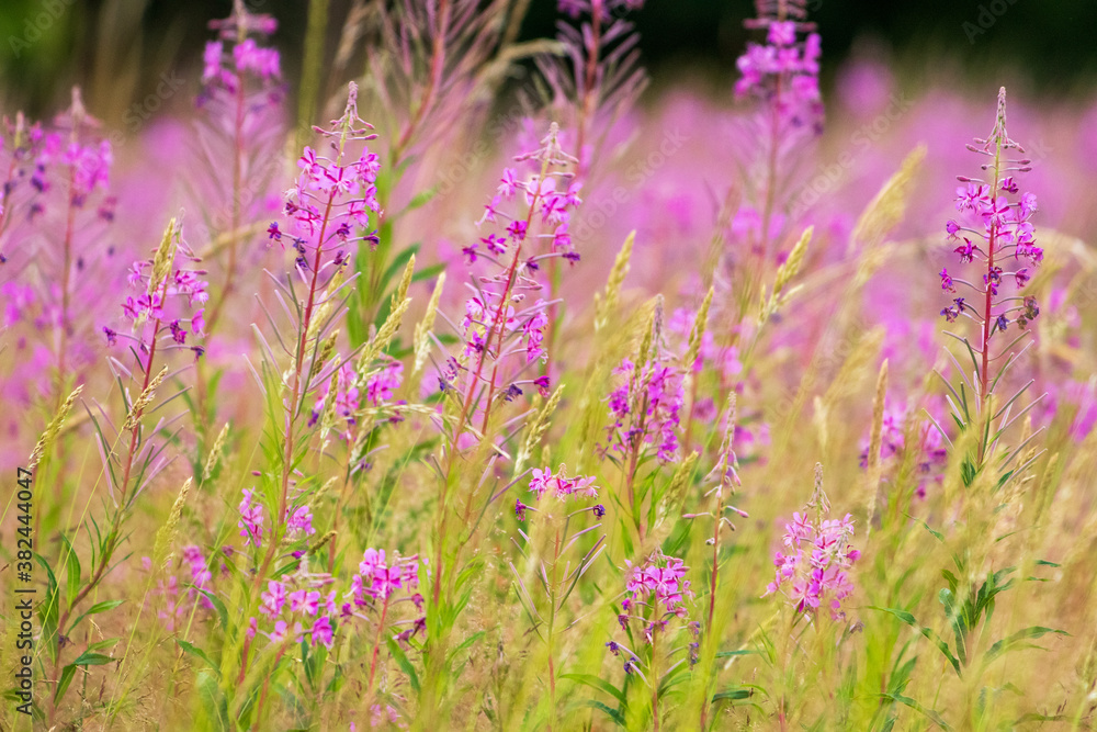 Naklejka premium field of purple flowers