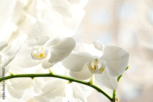 White orchid flower close up on light background  selective focus