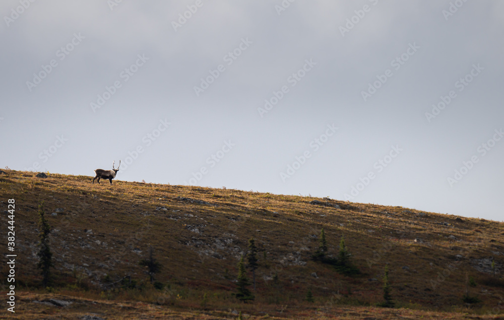 Fotografie Caribou in the wild