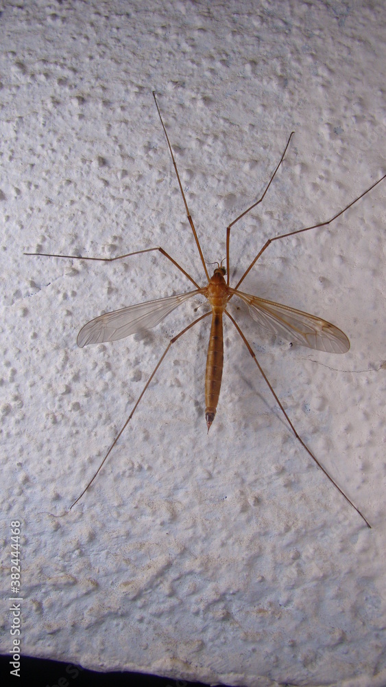 mosquito on white background. mosquito isolated. close up mosquito . closeup mosquito . insects, insect, bugs, bug, animals, animal, wildlife, wild nature, swamp, swamps, forest, woods, garden, park mosquito on white background. mosquito isolated. close up mosquito . closeup mosquito . insects, insect, bugs, bug, animals, animal, wildlife, wild nature, swamp, swamps, forest, woods, garden, park