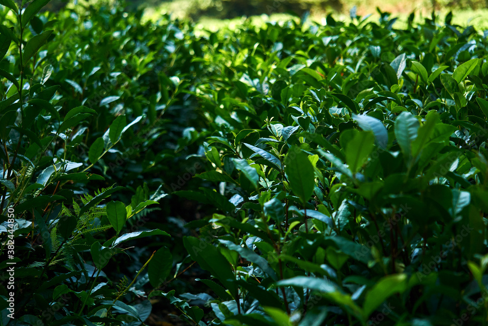 tea plantation view, front leaves in focus, background blurred tea plantation view, front leaves in focus, background blurred