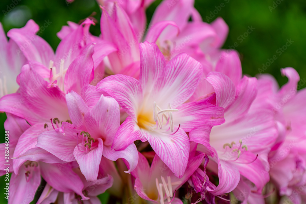 Pink Flowers, São Miguel Island - Azores Pink Flowers, São Miguel Island - Azores