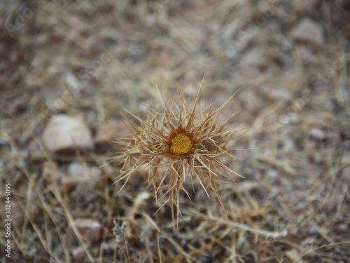 Arid dry yellow plant on ground close up
