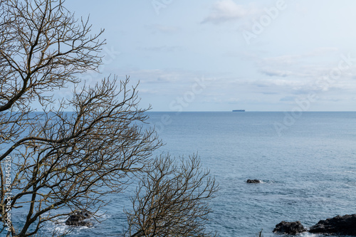 Tree by the sea  S  o Miguel Island - Azores