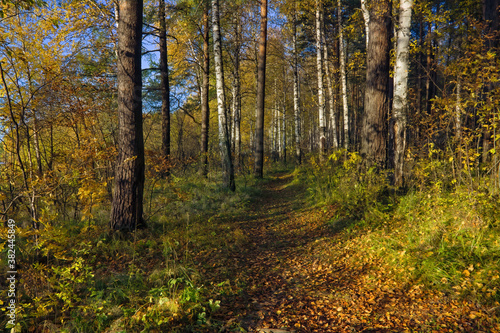 Beautiful landscape in autumn birch grove. Autumn  yellow birch forest  nature autumn landscape.