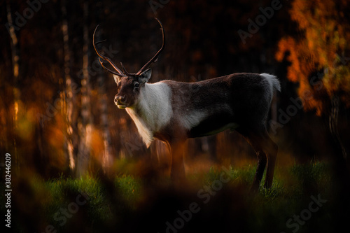 Reindeer in the forrest in Stugudal, Tydal in Norway photo