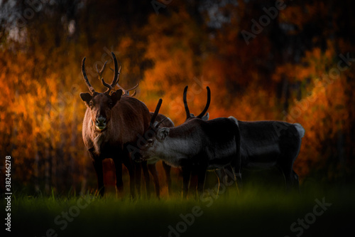 Reindeer in the forrest in Stugudal, Tydal in Norway photo