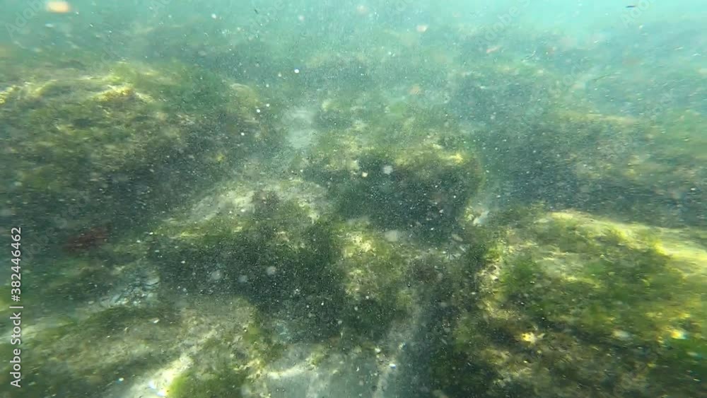 View of the algae growing on the surface of the stones at the bottom View of the algae growing on the surface of the stones at the bottom