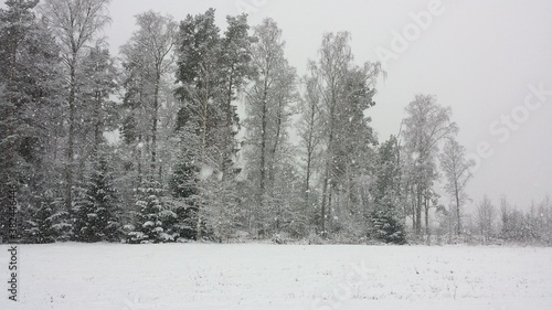 winter forest in the snow © Jessica