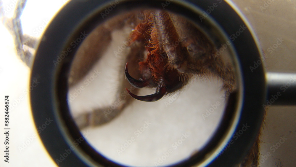 Fototapeta premium Tarantula , Spider Tarantula fangs Close up female of Spider Tarantula in threatening position. Largest spider in terms of leg-span is the giant huntsman spider. Females can live up to 25 years. bug.
