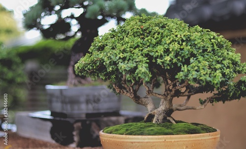 bonsai tree in a garden
