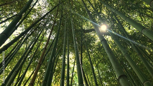 Bamboo forest, jungle, looking up at exotic lush green bamboo tree canopy and sun rays beaming through among stems