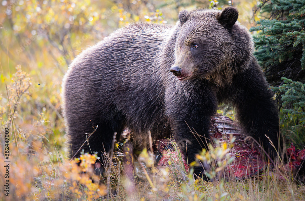 Fototapeta premium Grizzly bear in the fall