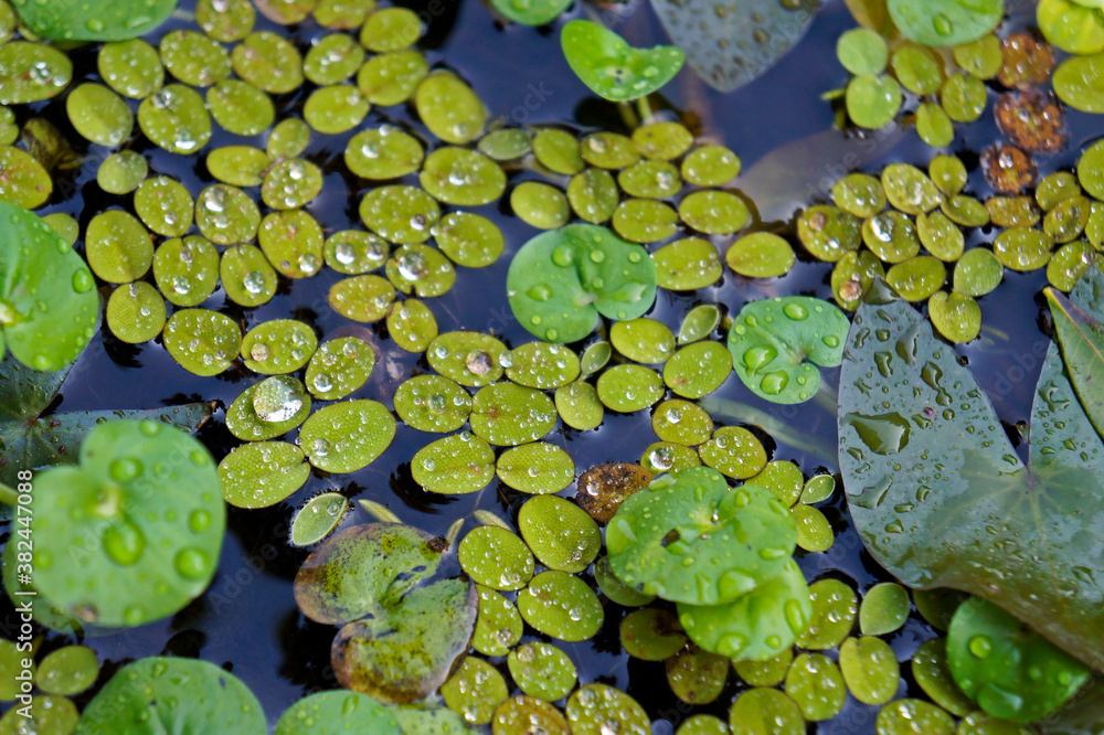 Water plants in the pond (Salvinia auriculata) Water plants in the pond (Salvinia auriculata)