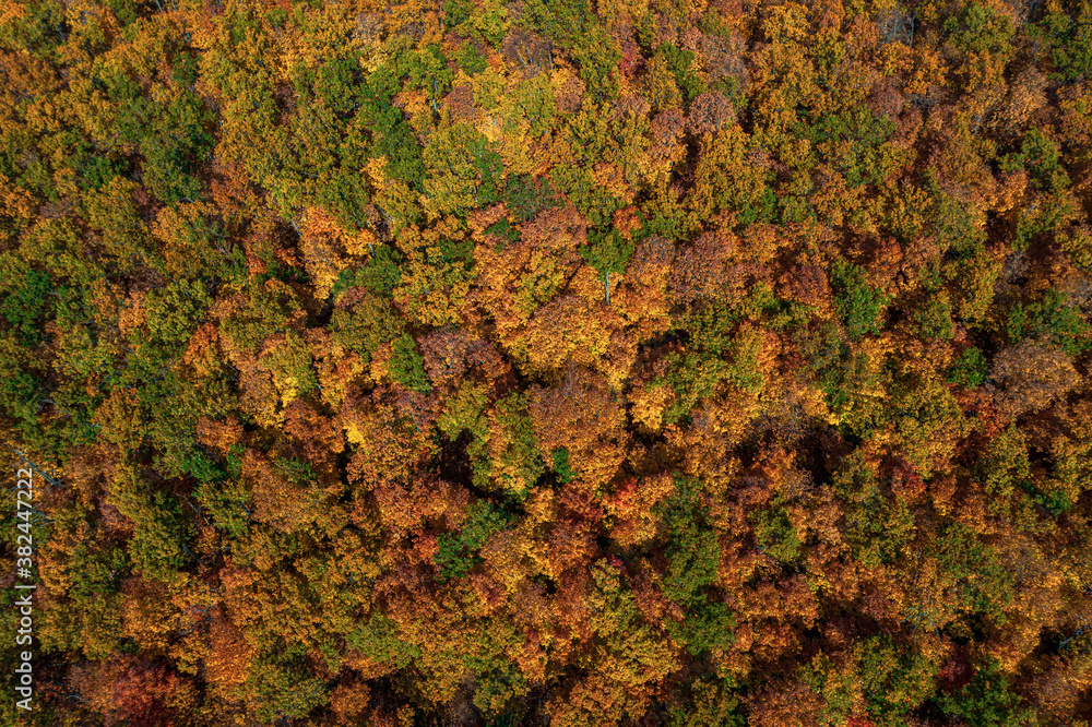 Aerial view of autumn forest. High quality photo