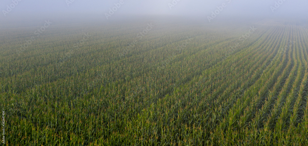 Aerial of cornfield in the fog