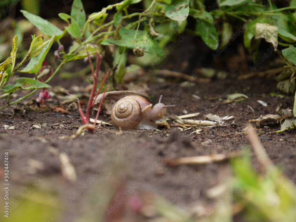 A small snail is crawling along the ground among the greenery A small snail is crawling along the ground among the greenery