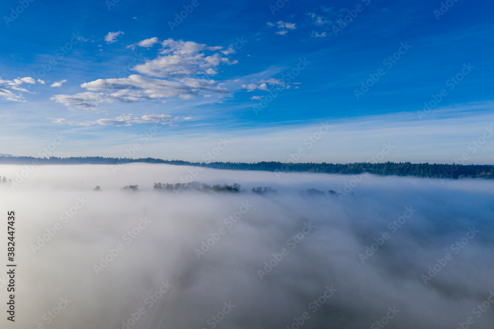 Tree tops stick through the thick fog on a blue sky sunny day