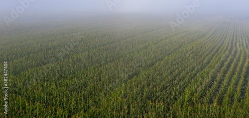 Obraz na płótnie Aerial of cornfield in the fog w salonie