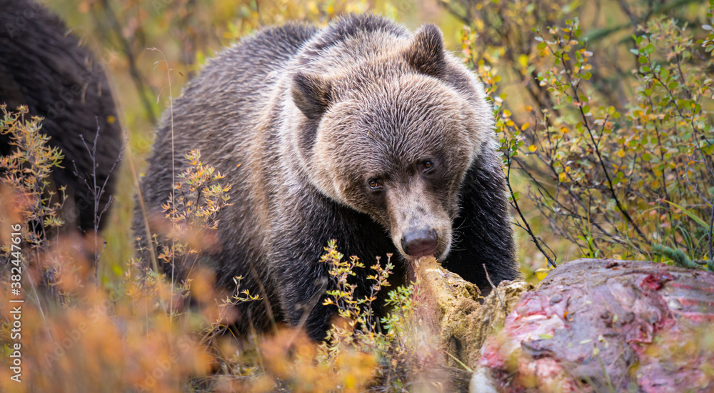 Fototapeta premium Grizzly bear in the fall