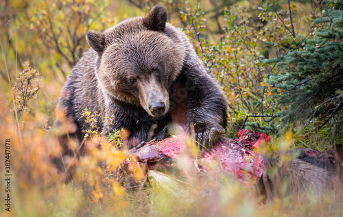 Grizzly bear in the fall