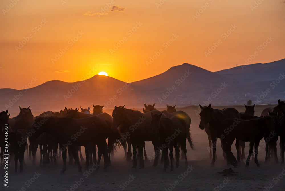 Wild horses run in foggy at sunset. Wild horses are running in dust. Near Hormetci Village, between Cappadocia and Kayseri, Turkey Wild horses run in foggy at sunset. Wild horses are running in dust. Near Hormetci Village, between Cappadocia and Kayseri, Turkey