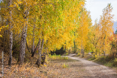  Birch wood on the Tsaryov Kurgan in Samara Region.