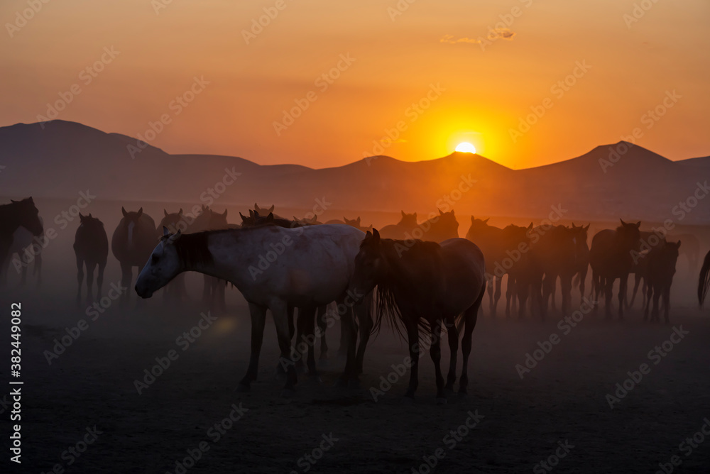 Wild horses run in foggy at sunset. Wild horses are running in dust. Near Hormetci Village, between Cappadocia and Kayseri, Turkey Wild horses run in foggy at sunset. Wild horses are running in dust. Near Hormetci Village, between Cappadocia and Kayseri, Turkey