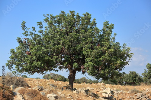 Photos carob tree, in Latin Ceratonia siliqua