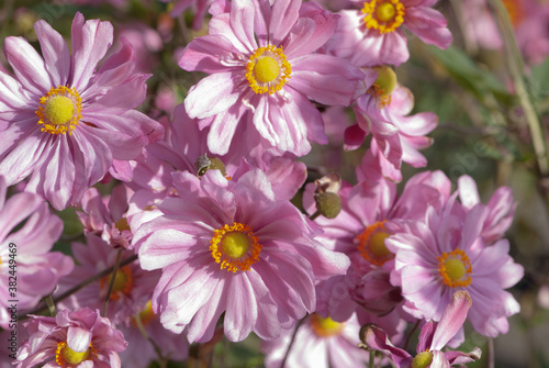 Background of pink japanese anemone, thimbleweed or windflower with yellow stamens and petals