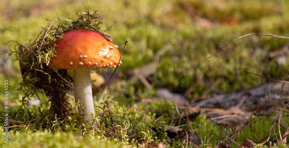 Mushroom fly in the woods, a little covered with moss. Close-up.