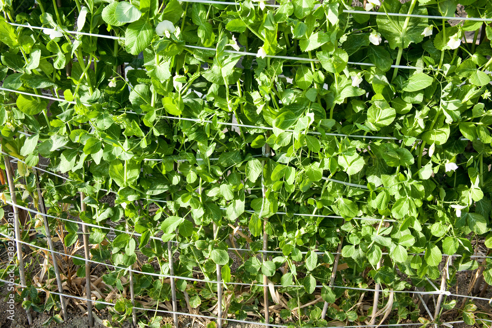 Obraz premium えんどう豆の葉