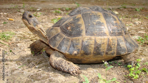  tortoise. Greek tortoise. close up of tortoise. closeup turtle. tortoise in nature - turtle. reptiles, reptile, animals, animal, pets, pet, wildlife, wild nature, forest, woods, garden, park, desert