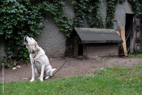 A large white labrador on a chain is sitting and howling by a kennel in a backyard in the countryside