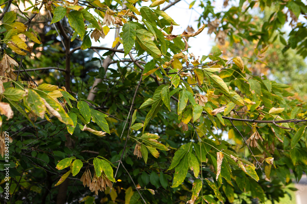Green leaves on a tree in autumn Green leaves on a tree in autumn