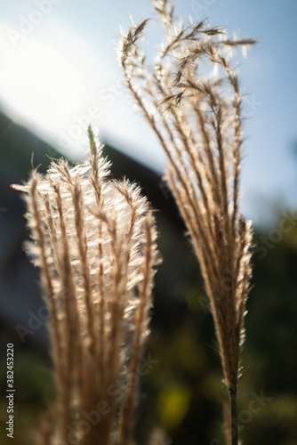 Miscanthus Sinensis 'Red chief' an ornamental grass, in the evening sunshine.