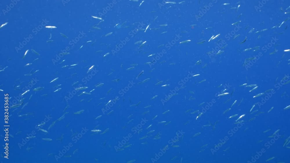 school of silverside little fish swim under sun shine and beams underwater ocean scenery school of silverside little fish swim under sun shine and beams underwater ocean scenery