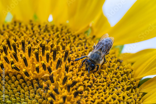 Картината върху платно A diligent bee in a sunflower