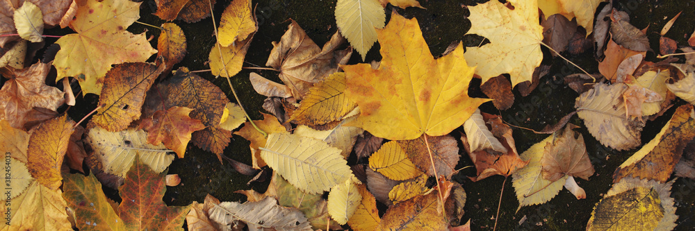 Dry autumn leaves of yellow, red, brown flowers lie on the ground. Bright yellow leaves among the dry maple leaves. banner Dry autumn leaves of yellow, red, brown flowers lie on the ground. Bright yellow leaves among the dry maple leaves. banner