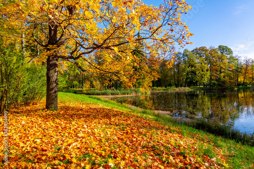 Golden autumn  fall  in Alexander park  Tsarskoe Selo  Pushkin   Saint Petersburg  Russia
