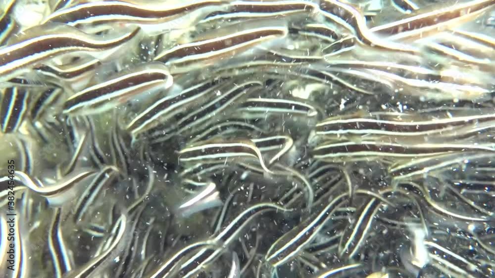 Striped eel catfish (Eng) Plotosus lineatus (Lat) (family Plotosidae