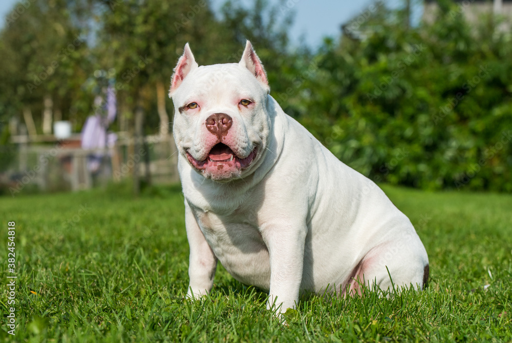 American Bully puppy dog sitting on green grass American Bully puppy dog sitting on green grass