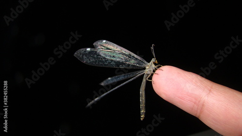 Vászonkép Antlion - Ant lion