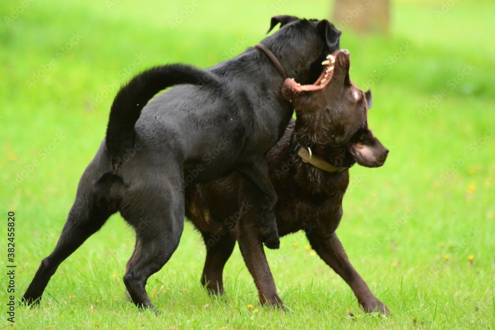 two large dogs black and brown labrador on a green meadow