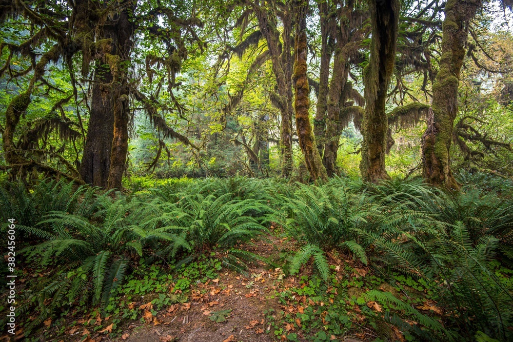 Hall of Mosses