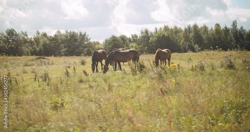 Horses Grazing In Summer Meadow photo