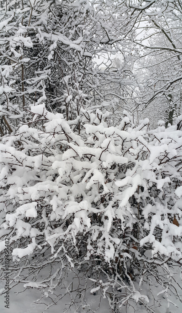 Beautiful winter landscape with snowy trees Beautiful winter landscape with snowy trees